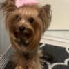 Yorkshire Terrier – Beautiful Puppies photo 9