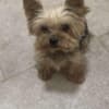 Yorkshire Terrier – Beautiful Puppies photo 10