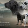 Central Asian Shepherd – Puppies photo 1