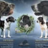 Central Asian Shepherd – Puppies photo 2