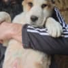 Central Asian Shepherd – Puppies photo 3