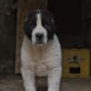 Central Asian Shepherd – Puppies photo 4