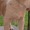 Central Asian Shepherd – Puppies photo 5