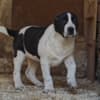 Central Asian Shepherd – Puppies photo 7