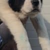 Central Asian Shepherd – Puppies photo 9