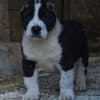 Central Asian Shepherd – Puppies photo 12