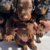 Doberman puppies photo 1