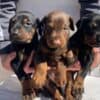 Doberman puppies photo 2