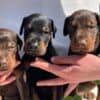 Doberman puppies photo 3