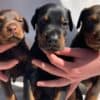 Doberman puppies photo 4