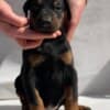 Doberman puppies photo 5