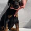Doberman puppies photo 6