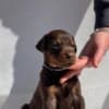 Doberman puppies photo 7