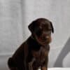 Doberman puppies photo 8