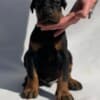 Doberman puppies photo 9
