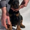 Doberman puppies photo 10