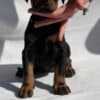 Doberman puppies photo 12