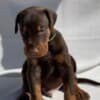 Doberman puppies photo 13