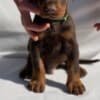 Doberman puppies photo 14
