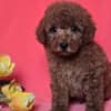 Red toy/mini poodle photo 1