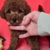 Red toy/mini poodle photo 3