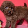 Red toy/mini poodle photo 5