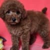 Red toy/mini poodle photo 6
