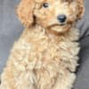 Toy Poodle Puppy for Sale photo 2