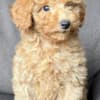 Toy Poodle Puppy for Sale photo 3