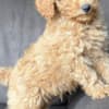 Toy Poodle Puppy for Sale photo 4
