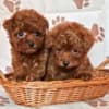 Red teacup poodle photo 1