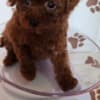 Red teacup poodle photo 2