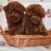 Red teacup poodle photo 3