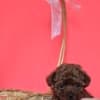 Red teacup poodle photo 6