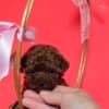 Red teacup poodle photo 7