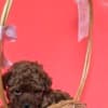 Red teacup poodle photo 8