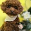 Red teacup poodle photo 9