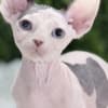 Exquisite, Home-Raised Sphynx Kittens Available photo 1