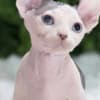 Exquisite, Home-Raised Sphynx Kittens Available photo 2