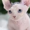 Exquisite, Home-Raised Sphynx Kittens Available photo 3