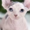 Exquisite, Home-Raised Sphynx Kittens Available photo 4