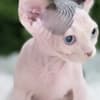 Exquisite, Home-Raised Sphynx Kittens Available photo 5