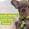 French Bulldog puppies exotic color photo 1