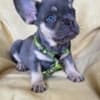 French Bulldog puppies exotic color photo 2