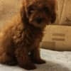 Red toy poodle photo 1