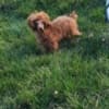 Red toy poodle photo 2