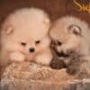 Pomeranian BOO – Premium Quality Puppies photo 2