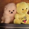 Pomeranian BOO – Premium Quality Puppies photo 3
