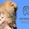 Pomeranian BOO – Premium Quality Puppies photo 4