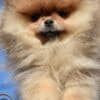 Pomeranian BOO – Premium Quality Puppies photo 6